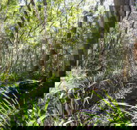 Bottlebutt Bash Trail Run - Palm Beach Accommodation