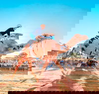 Boulia Camel Races - Palm Beach Accommodation