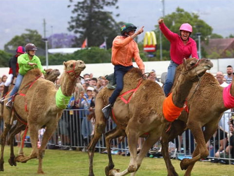 Camel Races At Penrith Paceway - Palm Beach Accommodation 0