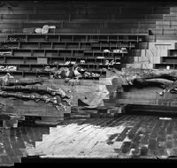 Capturing Nature Early photography at the Australian Museum 1857  1893 - Palm Beach Accommodation