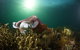 Cuttlefish Diving & Snorkeling EVERYDAY May -August - thumb 0
