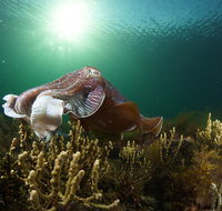 Cuttlefish Diving  Snorkeling EVERYDAY May -August - Palm Beach Accommodation
