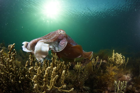 Cuttlefish Diving & Snorkeling EVERYDAY May -August - Palm Beach Accommodation 0