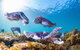 Cuttlefish Diving & Snorkeling EVERYDAY May -August - thumb 2