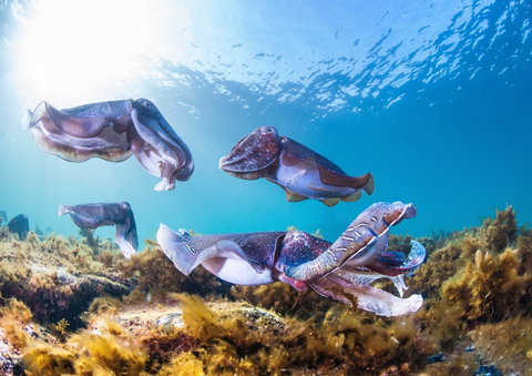 Cuttlefish Diving & Snorkeling EVERYDAY May -August - Palm Beach Accommodation 2