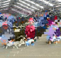 Hamilton Jack Russell Terrier and Hunting Dog Show - Palm Beach Accommodation