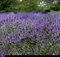 Lavender Herb and Chilli Festival - Palm Beach Accommodation