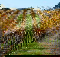 Miners Ridge Wine Tasting - Palm Beach Accommodation