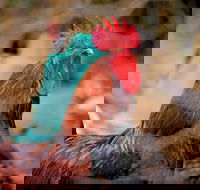 Nimbin Show - Palm Beach Accommodation