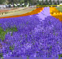 Tesselaar KaBloom Festival of Flowers - Palm Beach Accommodation