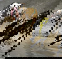 Twilight Greyhound Racing - Palm Beach Accommodation