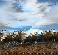 Annual Bredbo Sheep Dog Trials - Palm Beach Accommodation