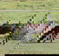 Airport Motel Sir Francis Drake - Palm Beach Accommodation