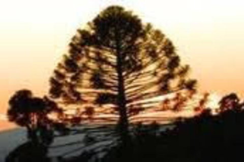 Bunya Mountains Accommodation Centre - Palm Beach Accommodation 5