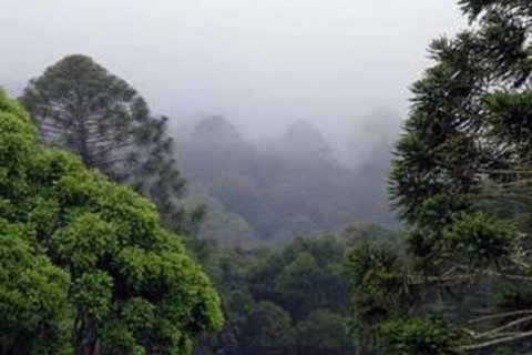 Bunya Mountains Accommodation Centre - Palm Beach Accommodation 3