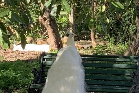 Bungala House 1856 - Palm Beach Accommodation 4