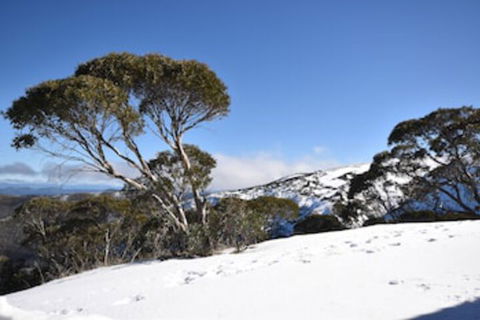 Alpine Heights 9 - Palm Beach Accommodation 0