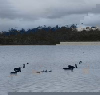 Lake Yalleena Nature Retreat - Palm Beach Accommodation