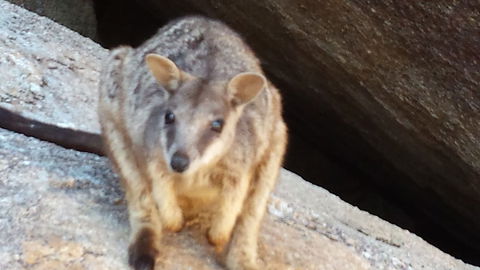 Arcadia Beach Guest House - Palm Beach Accommodation 1