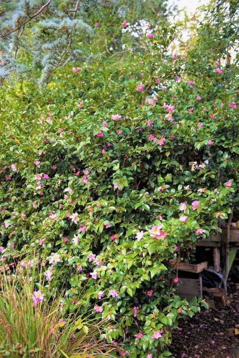 Adelaide Hills Camellia Cottage WiFi - Palm Beach Accommodation 3