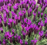 The Green Welly Stop - Palm Beach Accommodation