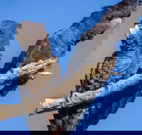 Bussells Bushland Cottages - Palm Beach Accommodation