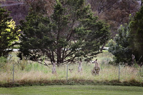 BATHURST GOLDFIELDS MOTEL On MOUNT PANORAMA - Palm Beach Accommodation 6