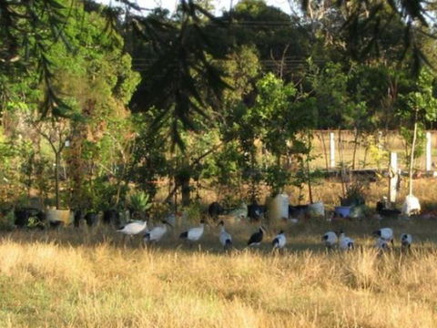 Armadale Farmstay Bed & Breakfast - Palm Beach Accommodation 5