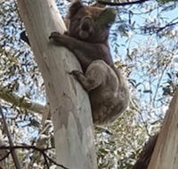 Wilsons Promontory Motel - Palm Beach Accommodation