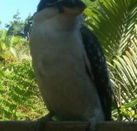 Tropic Oasis Holiday Villas - Palm Beach Accommodation