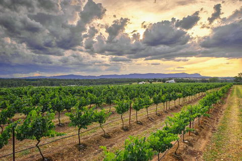 Adina Vineyard - Palm Beach Accommodation 3