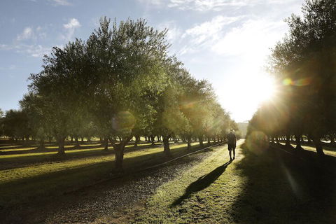 Adina Vineyard - Palm Beach Accommodation 2