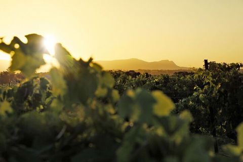 Adina Vineyard - Palm Beach Accommodation 1
