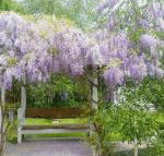 Amelina Cottages - Palm Beach Accommodation