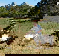 Country Cottages of Bridgetown - Palm Beach Accommodation