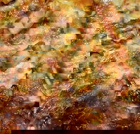 Sesame Pizza - Palm Beach Accommodation