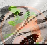 Golden Tree Cafe - Palm Beach Accommodation