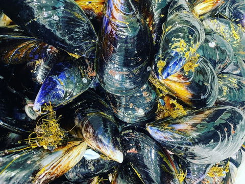 Pearly Oyster Bar And Farm - Palm Beach Accommodation 2
