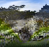 Mount Majura Vineyard - Palm Beach Accommodation