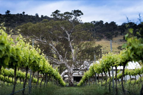 Mount Majura Vineyard - Palm Beach Accommodation 0