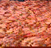 Grunske's By The River Seafood Market and Restaurant - Palm Beach Accommodation