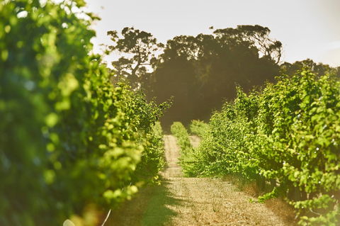 Cape Mentelle Vineyards - Palm Beach Accommodation 2