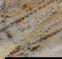 Copperpot Indian Restaurant - Palm Beach Accommodation