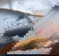 Wild Local Prawns - Palm Beach Accommodation