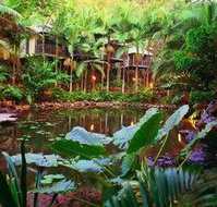 Daintree Eco Lodge  Spa - Palm Beach Accommodation