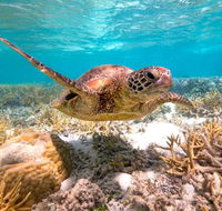 Heron Island Resort - Palm Beach Accommodation
