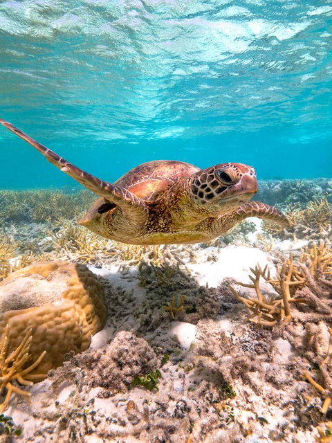 Heron Island Resort - Palm Beach Accommodation 0