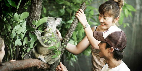 Pullman Reef Hotel Casino - Palm Beach Accommodation 14