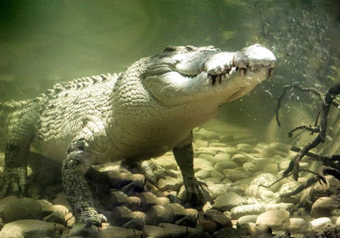 Pullman Reef Hotel Casino - Palm Beach Accommodation 17