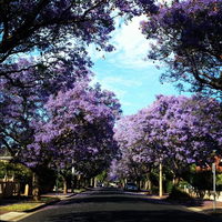 Book Wayville Accommodation Vacations Palm Beach Accommodation Palm Beach Accommodation